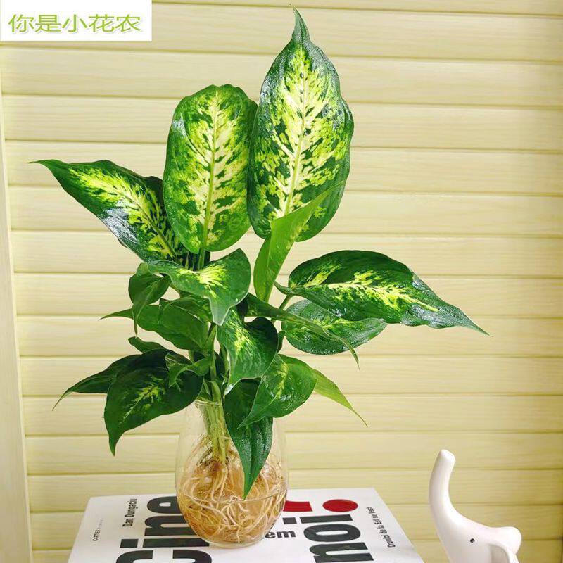 水培花叶万年青植物花卉盆栽办公室内桌面水养观叶四季好养银皇后