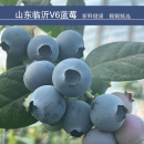 山东沂蒙山区水果之王蓝莓v6