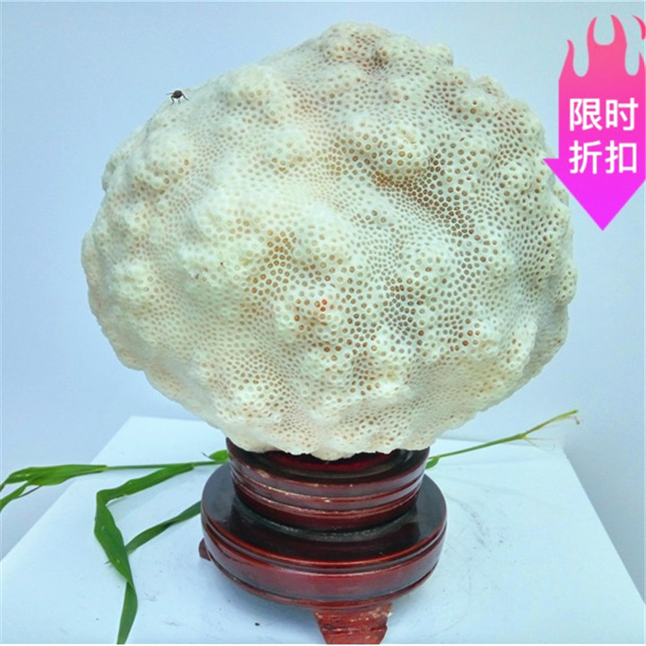 大号真白珊瑚观赏石 原生态白色珊瑚球形摆件 珊瑚原石4.3公斤20c