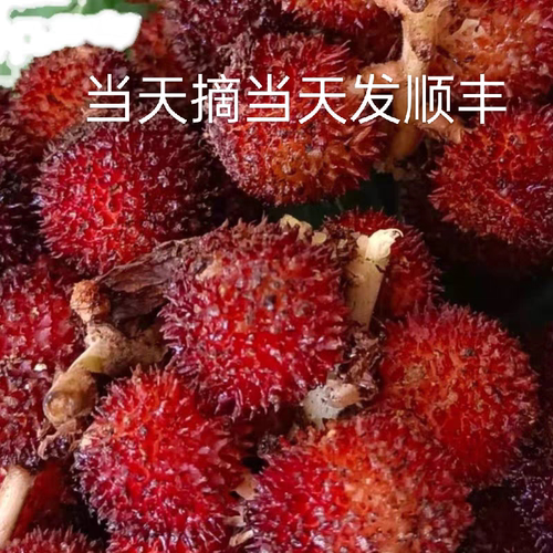 正宗阳春春砂仁果嫩果果新鲜粒粒饱满,精选砂仁果顺丰发货
