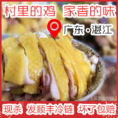 湛江鸡阉鸡安铺鸡扇鸡番鸭老母土鸡鸭走地鸡广东先发仔生鲜可白切