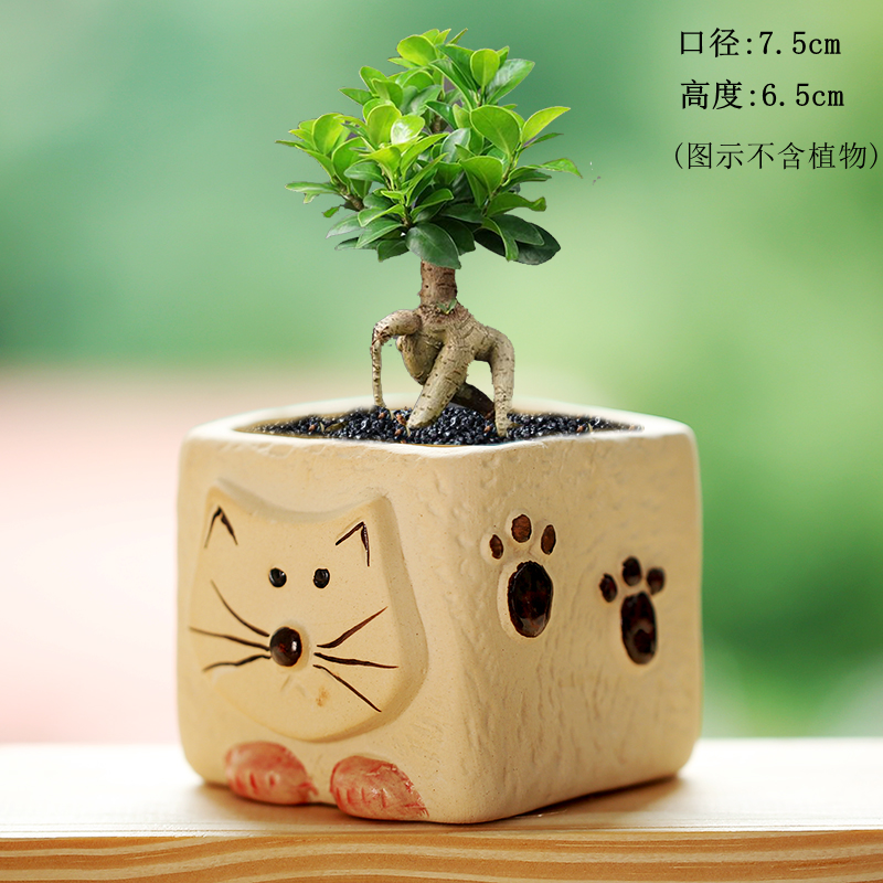 特价小猫素雅粗陶方形多肉花盆特价陶瓷室内肉肉花盆清仓摆地摊,鲜花速递/花卉仿真/绿植园艺,花盆,淘宝优惠券,粉丝福利购,淘宝优惠卷