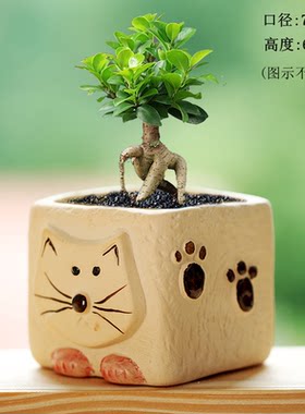 特价小猫素雅粗陶方形多肉花盆特价陶瓷室内肉肉花盆清仓摆地摊