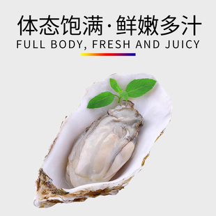 乳山牡蛎新鲜大生蚝即食海鲜鲜活海蛎子水产贝类现捞10斤顺丰速配