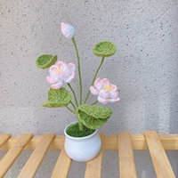 Маленький лотос -горшечный готовый продукт