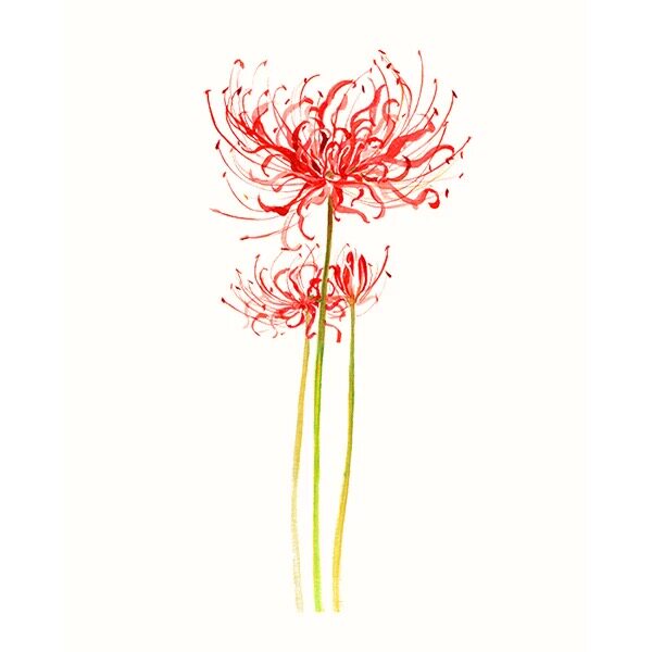 苏绣刺绣diy套件初学初学练手图 彼岸花 自学手工装饰画