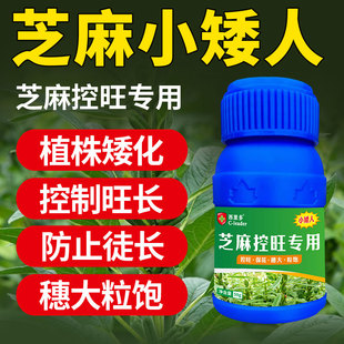 芝麻专用控旺药小矮人防徒长旺长疯长抗倒白芝麻黑芝麻肥料矮壮剂