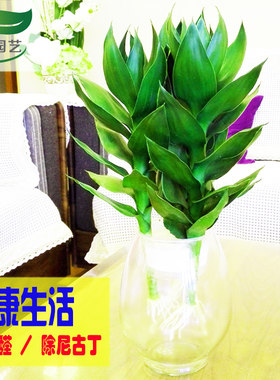 深圳水培观音竹富贵竹转运竹室内水生花卉净化空气绿植物盆栽促销