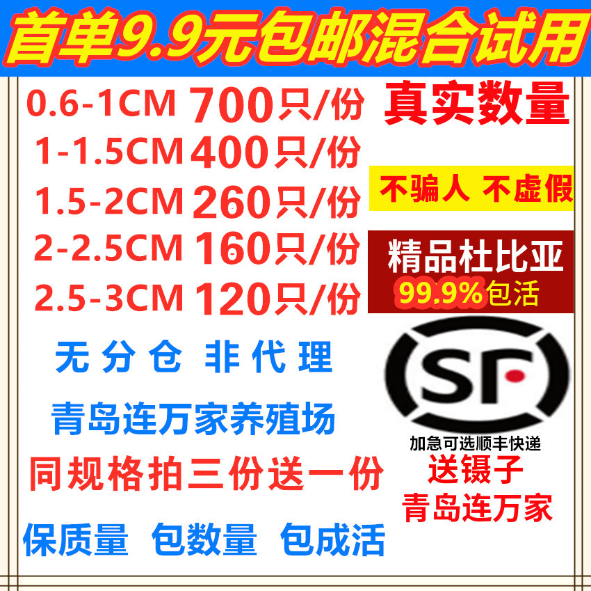 杜比亚蟑螂活体代替蟋蟀面包虫蜈蚣饲料幼体亚成体龙鱼爬虫鸟类