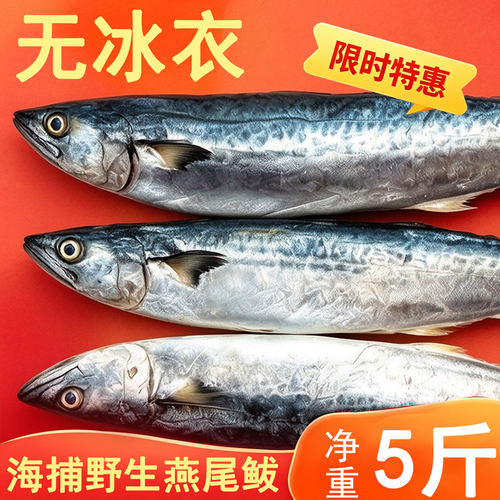 青岛鲅鱼野生新鲜速冻马鲛鱼整条深海燕鲅商用蓝点鲅鱼净重无冰衣