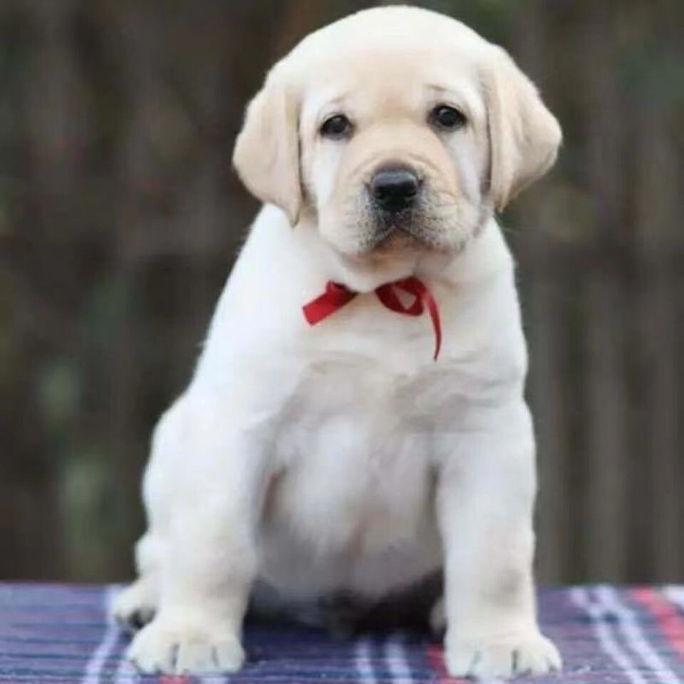 纯种拉布拉多幼犬宠物狗活体神犬狗狗