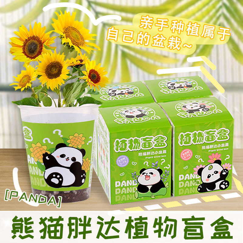 儿童节礼物植物盲盒小盆栽学生奖品桌面摆件观察植物生长盆景