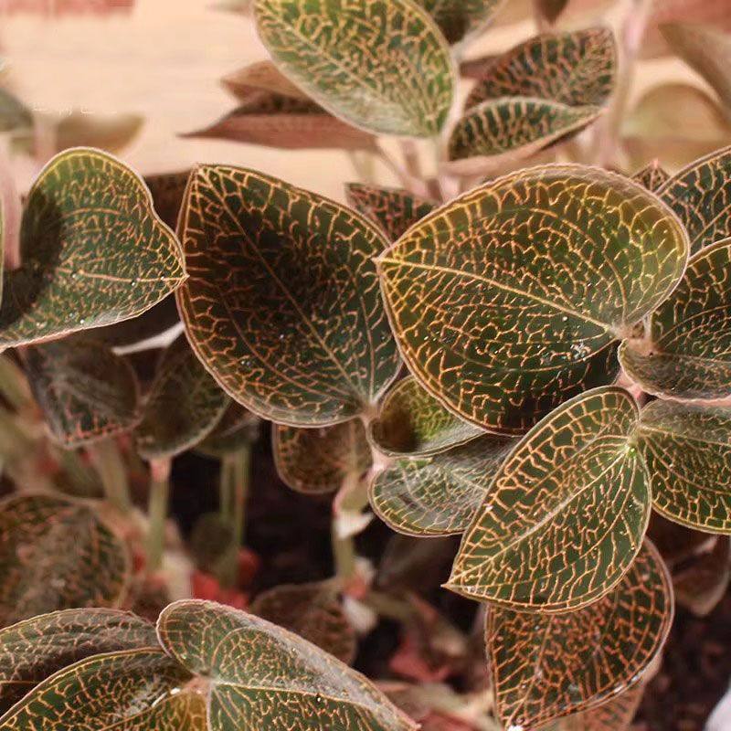 红霞金线莲  整株干品,传统滋补营养品,其他药食同源食品,淘宝优惠券,粉丝福利购,淘宝优惠卷