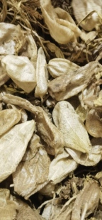 尿泡草中药材 唐古特马尿泡新货尿泡新货马尿泡晒干