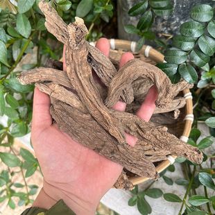 越龙根  高山高海拔精选整根