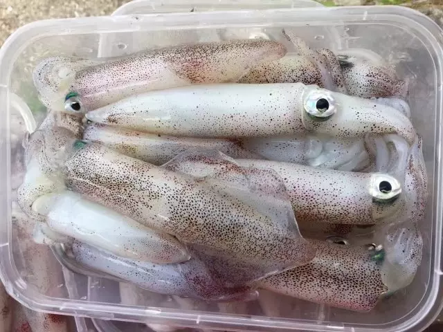 电白特产博贺港新鲜海兔深海鱿鱼海鲜乌贼活鲜水产海产冰鲜小管鱼