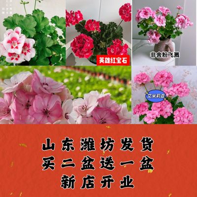 天竺葵勤花品种阳台好养重瓣单瓣天竺葵品种