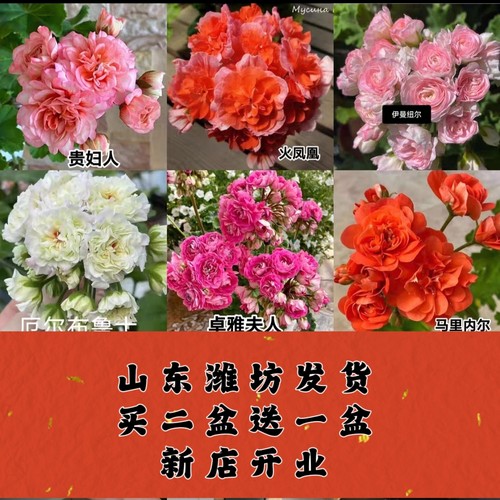 稀有直立兽系天竺葵花苗重瓣大花球品种天竺葵兽系