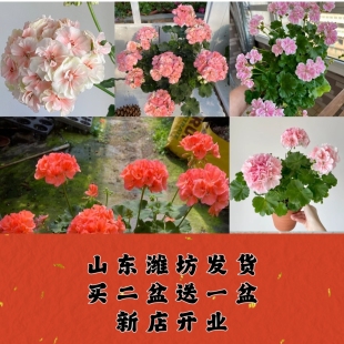 天竺葵盆栽大花勤花好养开花品种