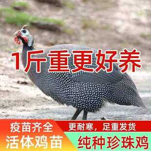 现货一斤珍珠鸡苗小鸡真珠鸡苗珍禽鸡鸡脱温苗珍珠活鸡散养珍珠鸡