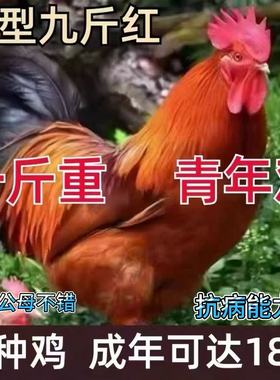 纯种1.5斤九斤公鸡活苗半大红公鸡红玉380阉鸡k9小鸡活苗土鸡活苗