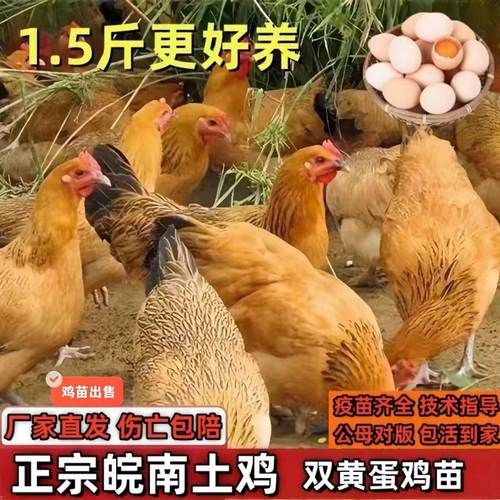 半大小土鸡活苗纯种小土鸡农村散养柴鸡小鸡活苗小鸡仔皖南土鸡苗