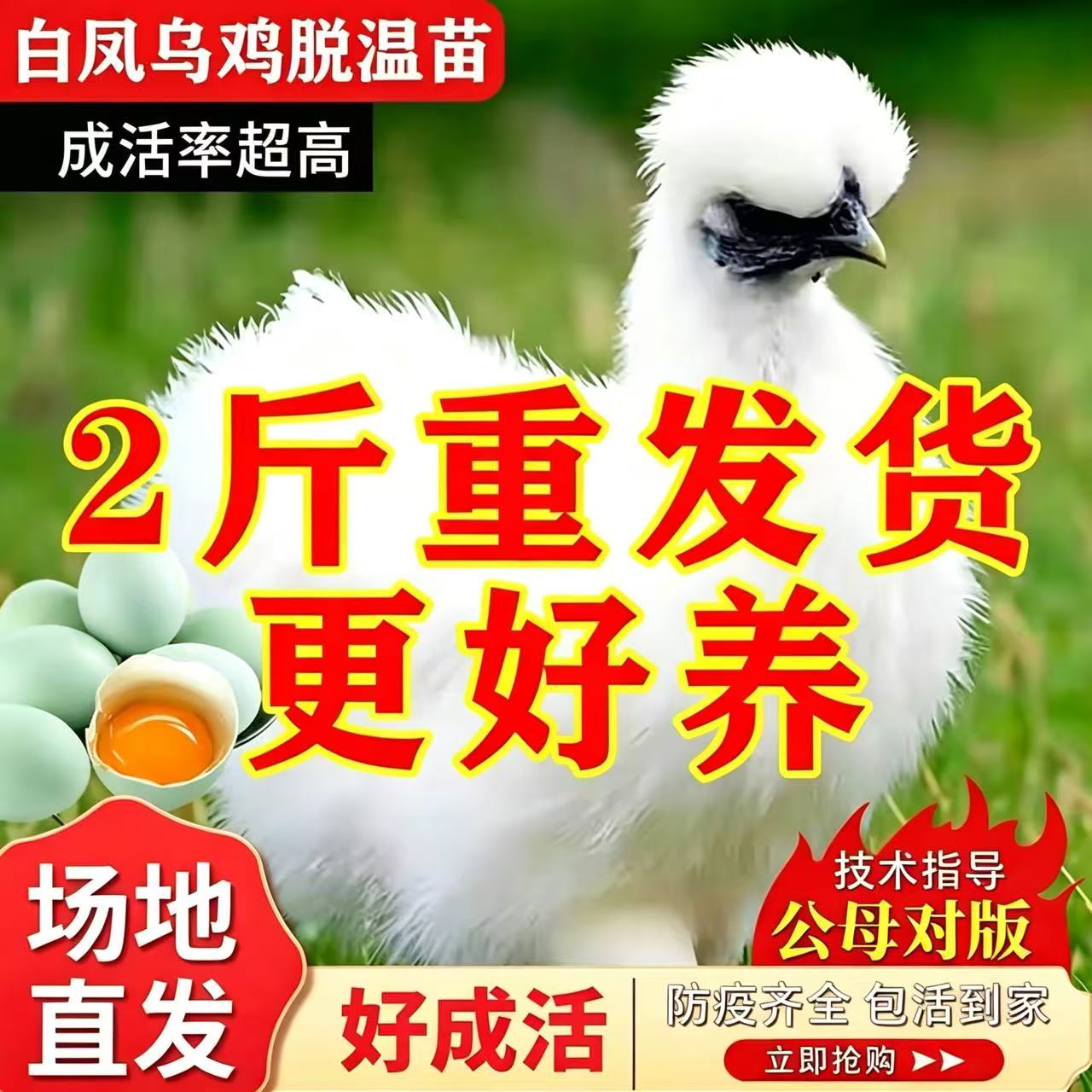 纯种绿壳蛋鸡包邮脱温苗