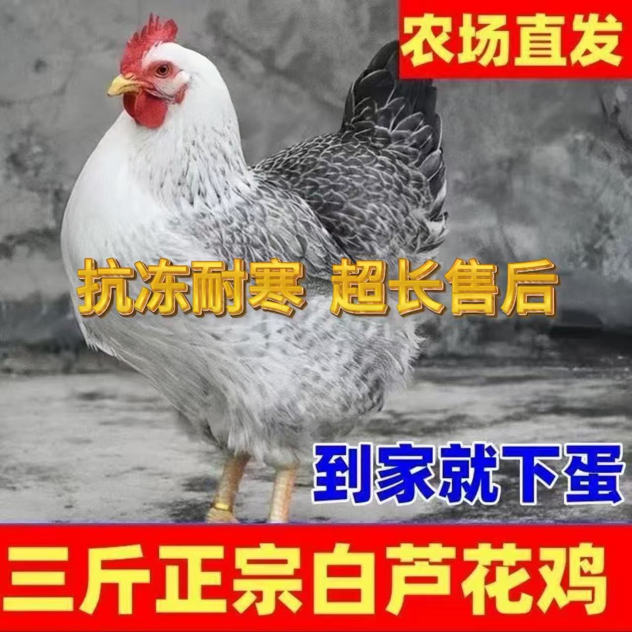 3斤纯种白芦花鸡活苗正宗脱温白芦花鸡彩凤鸡苗散养土鸡小鸡活苗