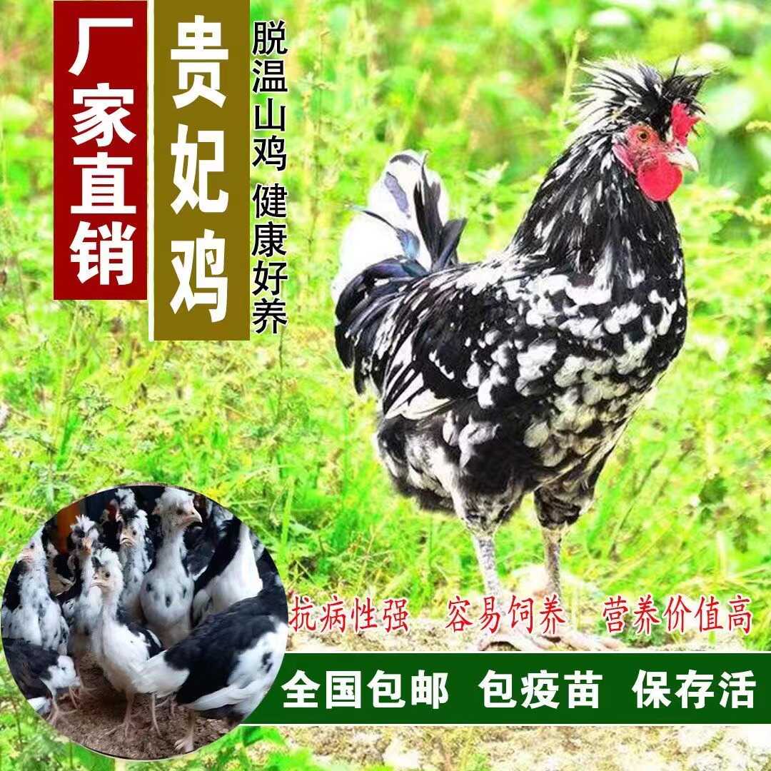 帽子鸡半大鸡贵妃鸡散养脱温苗
