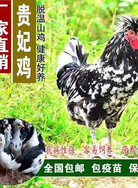 帽子鸡半大鸡贵妃鸡散养脱温苗