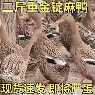 高产蛋青年二斤麻鸭农家散养半斤下蛋鸭土鸭旱鸭水鸭子活苗新活鸭