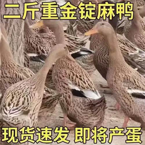 高产蛋青年二斤麻鸭农家散养半斤下蛋鸭土鸭旱鸭水鸭子活苗新活鸭
