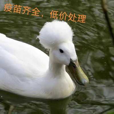 半斤凤头鸭苗种鸭帽子鸭宠物鸭观赏鸭网红鸭麻鸭土鸭蛋鸭散养包活