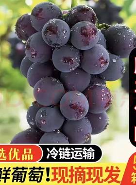 现摘大粒巨峰葡萄辽宁新鲜峰乒水果整箱当季果孕妇辽顺丰乓球鲜果