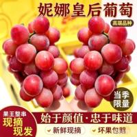 正宗妮娜皇后葡萄女皇鲜果新鲜当季整串冷链生鲜整箱可礼盒送礼