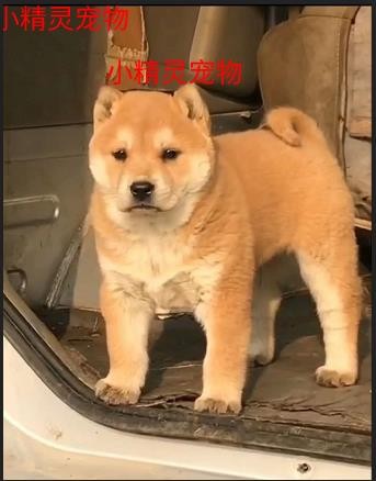 纯种中华田园犬广西土猎犬大头虎斑打猎犬活体幼犬土狗串串狗包活|ruв категории животноводства/аквакультура материалов, животноводства/аквакультура услуг, животноводства/аквакультура технического обслуживания - от Buy2taobao.com для оказания профессиональной услуги покупки агента Taobao