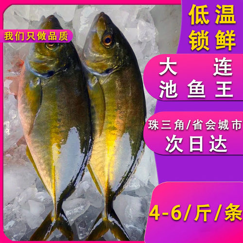 冰鲜刺身大连池鱼王供应