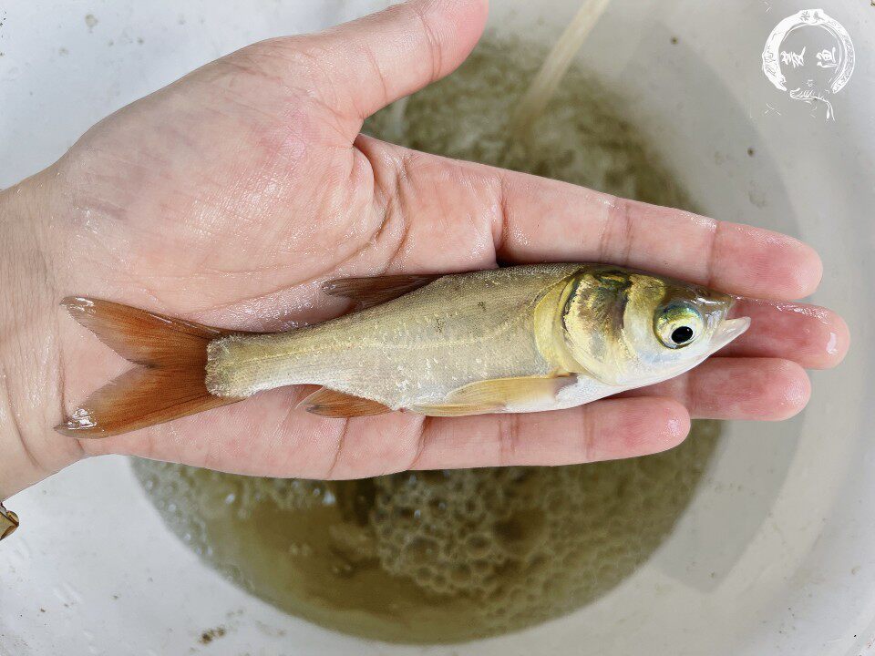 花鲢鱼苗  大胖头  鱼黑莲包头鱼清道夫冷淡水活体好养殖自家渔场