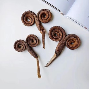 羊角果进口真植物干花装饰插花家居摆件节日礼品天然植物设计花材