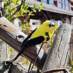 仿真羽毛小鸟黄鹂鸟彩色泡沫鸟绿植捆绑园艺园林装饰工艺家居摆件