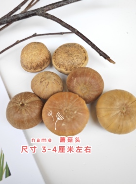 玉蘑菇植物装饰复古装饰