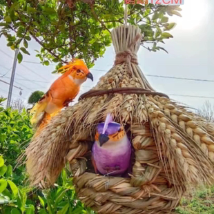 手工鸟窝鸟巢仿真小鸟鸟屋鸟蛋藤圈蛤蟆藤幼儿园diy家居装饰森系