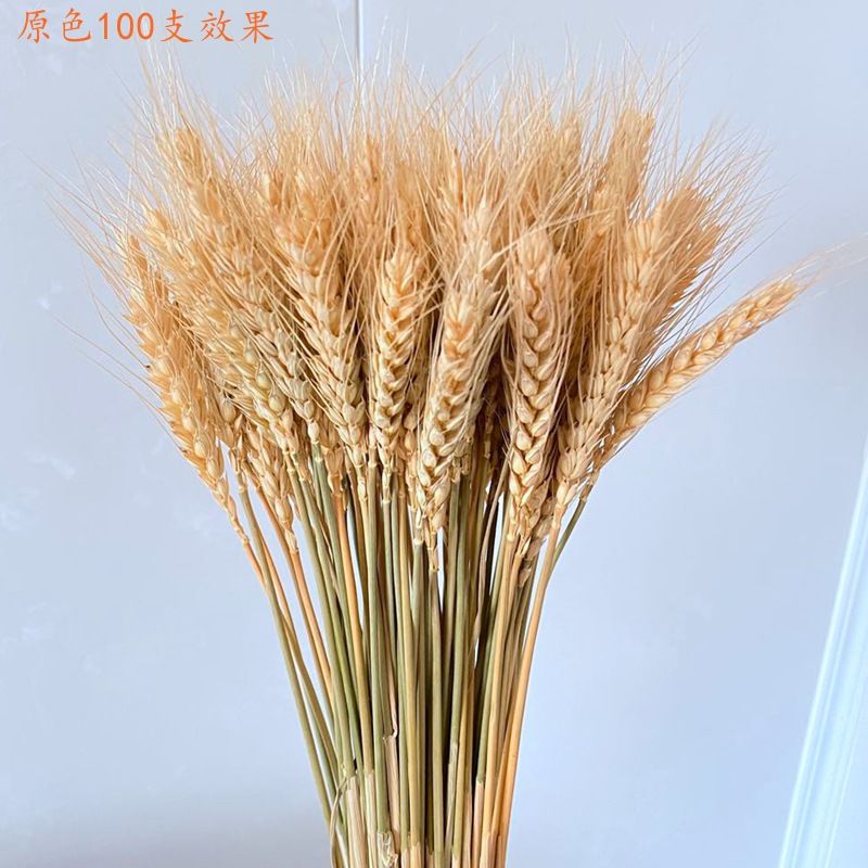 干花小麦稻穗麦穗真麦子大麦杂粮橱窗农家乐装饰拍摄道具摆件花束