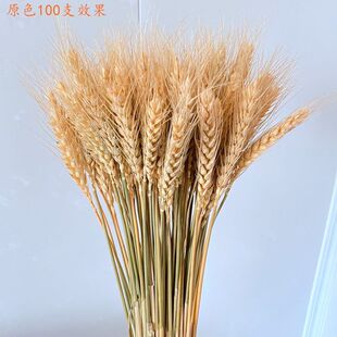 干花小麦稻穗麦穗真麦子大麦杂粮橱窗农家乐装饰拍摄道具摆件花束