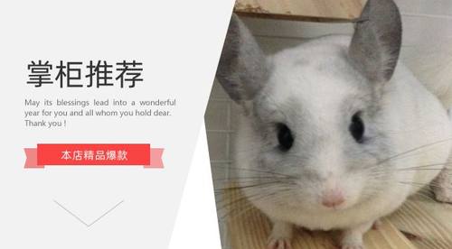 小宠医疗咨询仓鼠兔子乌龟龙猫金丝熊花枝鼠兽医在线