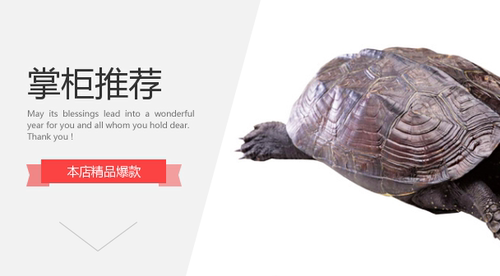 乌龟咨询乌龟在线咨询乌龟腐甲乌龟肺炎乌龟外伤乌龟肠炎乌龟白眼