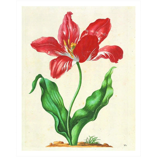 【现货】博物学家玛丽亚·西比拉·梅里安：22张可拉海报 Maria Sibylla Merian 英文原版花卉手绘作品集植物图鉴书籍水彩画