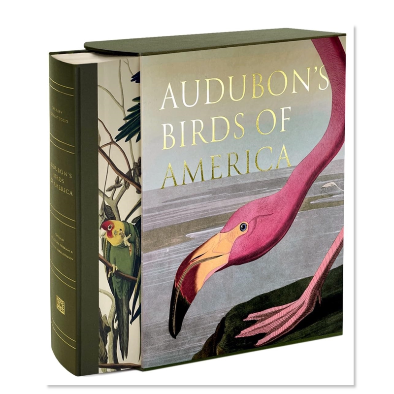 奥杜邦的美洲鸟AUDUBON'SBIRD