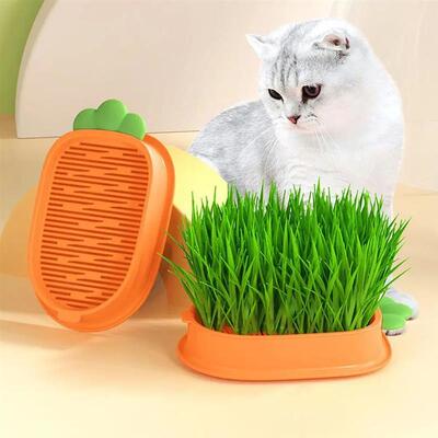 Carrot Cat Grass Box Soilless Hydroponic Cat Snack Cat Grass