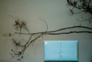 天心禅茶 十二属相 品鉴装 16g 2泡装